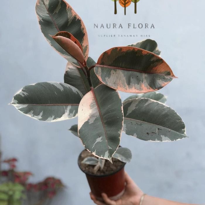 Tanaman hias karet kebo ruby - ficus elastica ruby