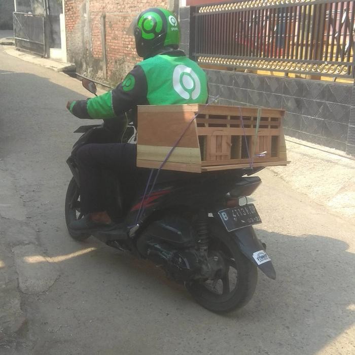 Kandang burung merpati 2 pintu