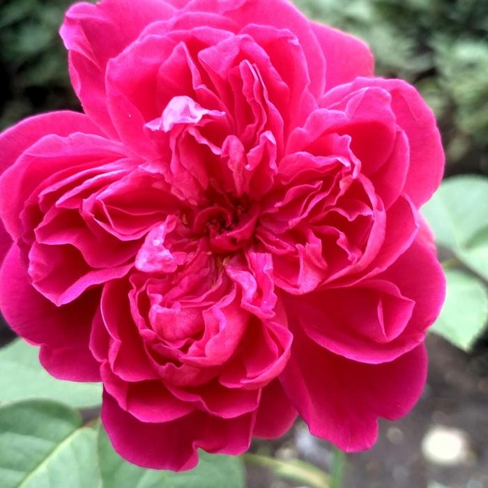 bibit tanaman bunga mawar ping kampung