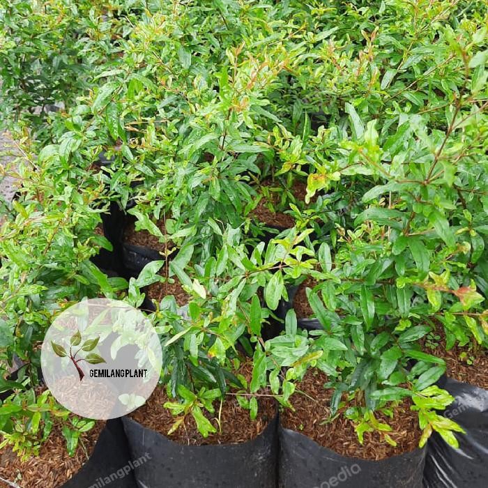 Bibit Pohon Tanaman Delima Merah / Buah Delima Merah / Delima Merah