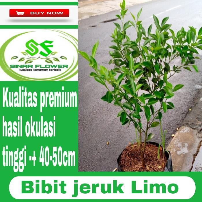 bibit pohon jeruk limo/tanaman jeruk limo