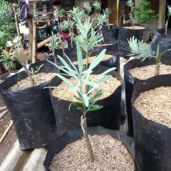 Bibit Lohansung Daun Silver, Tanaman Bonsai Lohansung Daun Silver