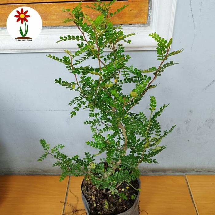 Tanaman Lada Lada Bahan Bonsai Hidup Siap Tanam