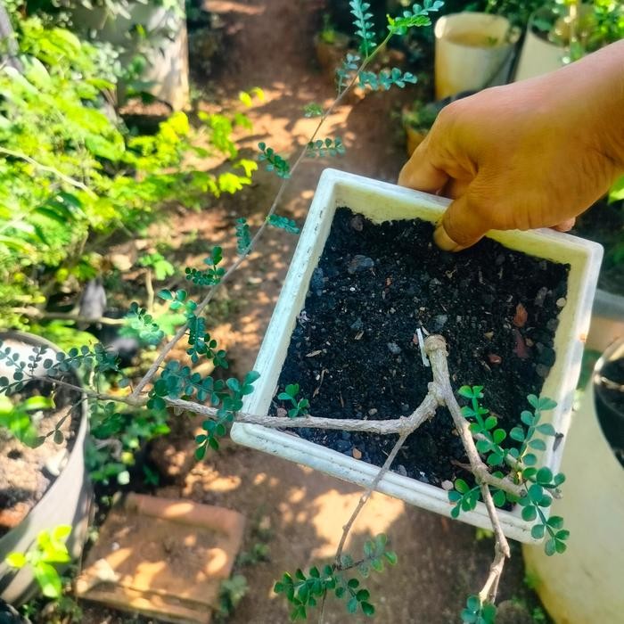 Tanaman hias import Bahan Bonsai bagus Operculicarya Decaryi subur sehat cakep