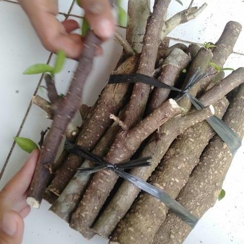 Bahan stek anting putri tanaman bonsai fresh cutting isi 20 batang