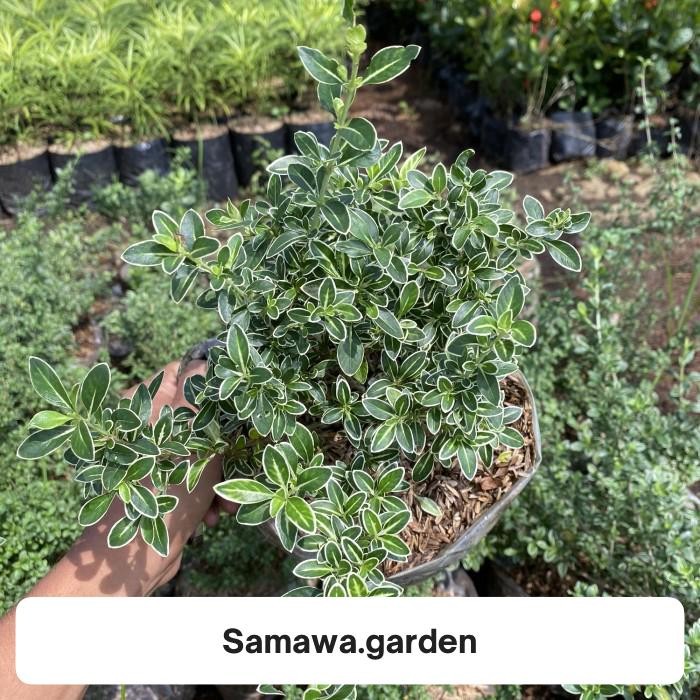 Tanaman hias bibit calon bonsai mirten/hingkip varigata