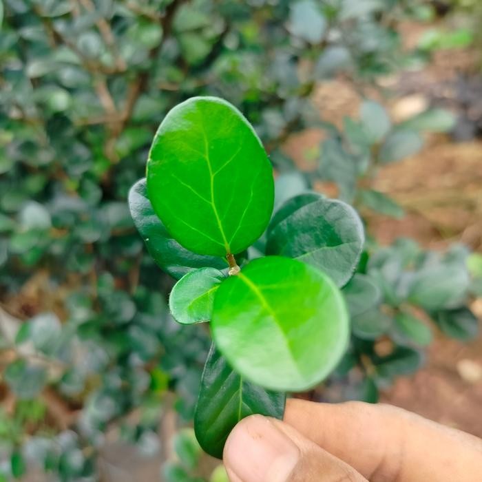 tanaman Poland /Blaciasiamensis.Bahan Bonsai import