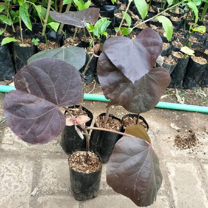 bibit Bahan bonsai waru merah / Bibit Bahan bonsai tanaman Waru merah / Bibit Bahan bonsai Pohon
