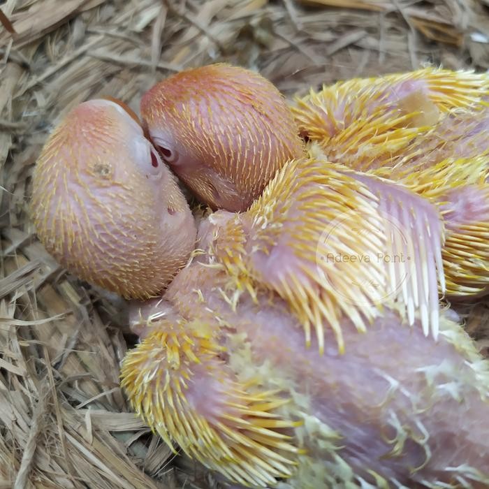 Burung Lolohan Lovebird Lutino MM Mata Merah