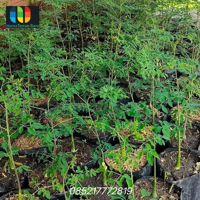 Bibit pohon moringa / pohon kelor afrika
