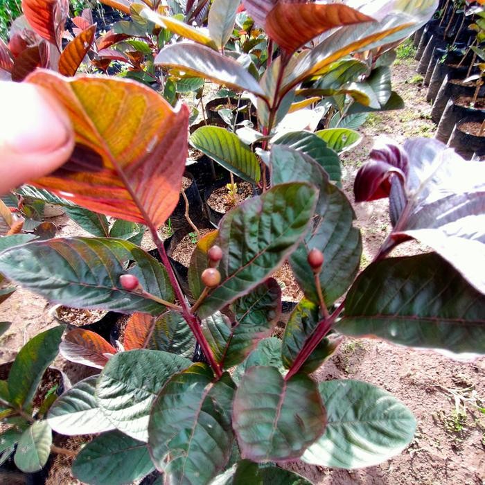 bibit buah Jambu Biji Ungu Merah Australia