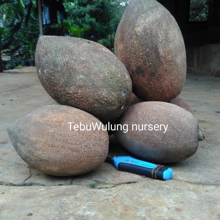 Bibit Mamey Sapote Havana (Cangkok)
