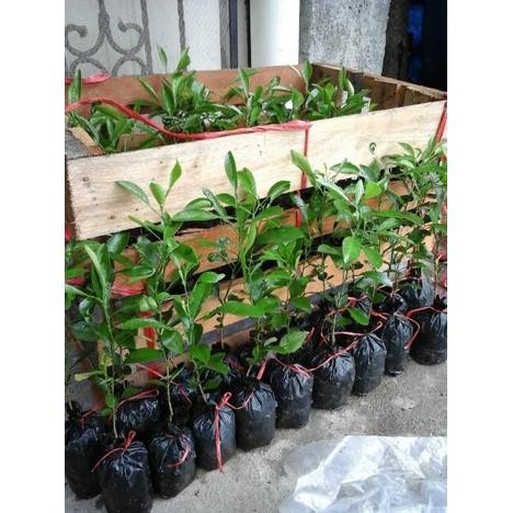 jy-56 Bibit jeruk jungga asam sundai limau sundai Hemat