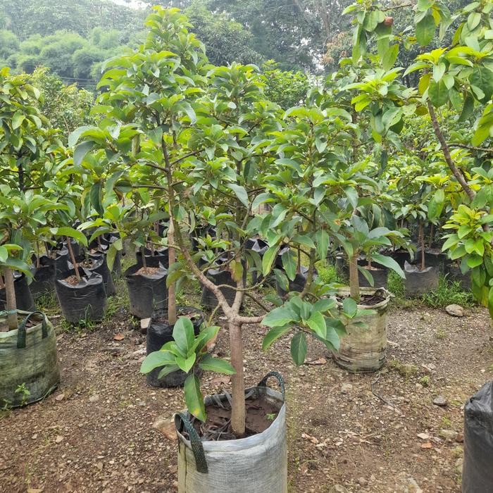 pohon buah alpukat miki tinggi 2m - bibit alpukat miki siap berbuah