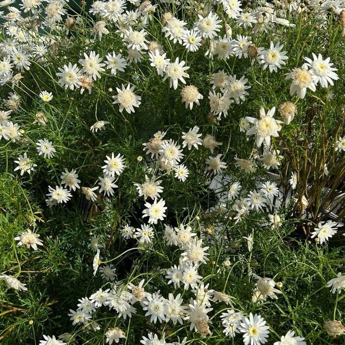 

AT (SALE PART 2 MOTIF PER 3METER) KAIN SALE 3METERAN BAHAN RAYON KATUN RAMI BATIK EMBOS BAHAN GAMIS