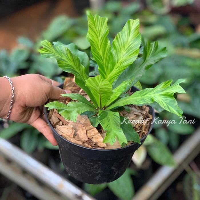 Tanaman hias kadaka varigata golden - Kadaka varigata golden