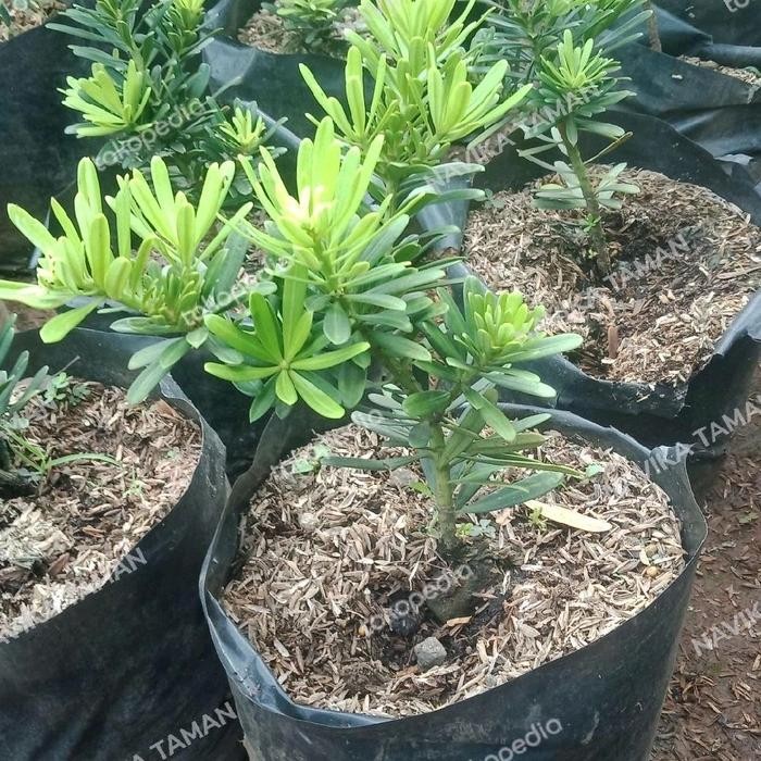 Bibit Pohon Lohansung Cincuan - Lohansung Cincuan