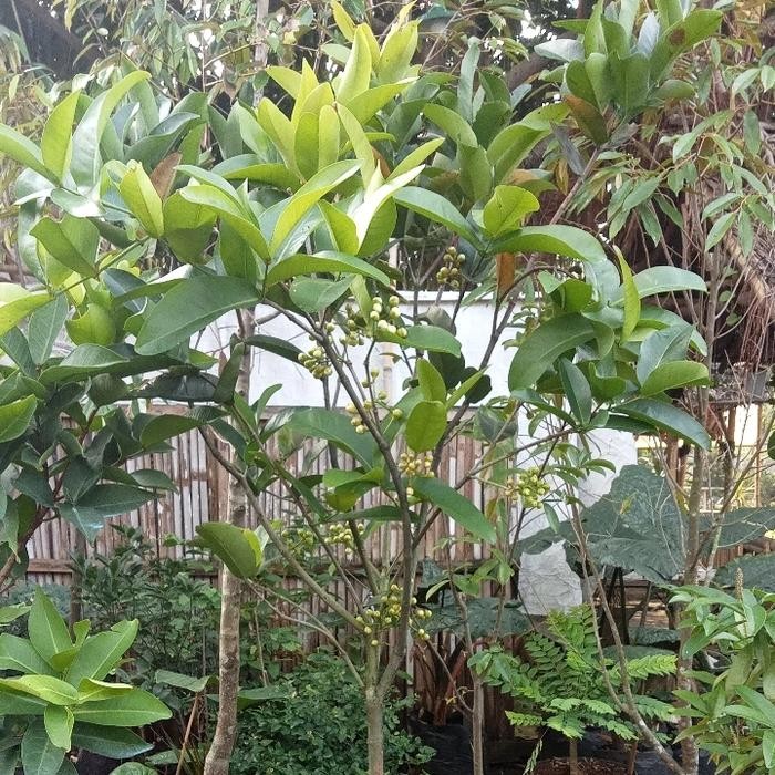 pohon jambu air kiojok Berbuah 2mtr/Bibit Pohon Jambu kiojok