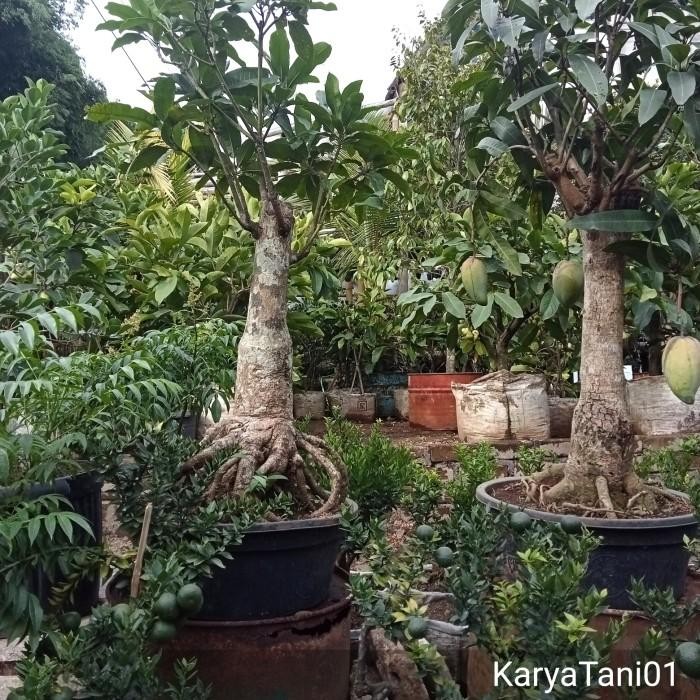 Pohon Mangga Kiojay Bonsai Berbuah/Pohon Mangga Bonsai