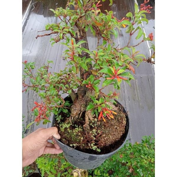 Bonsai bonsai pusaka orange dan merah cantik