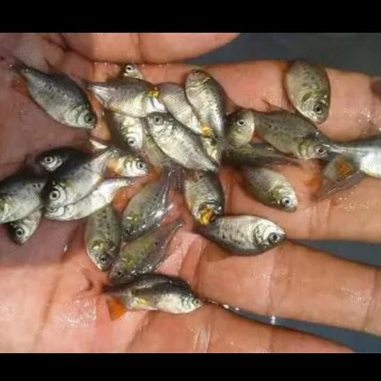 bibit ikan bawal air tawar ukuran jempol paketan