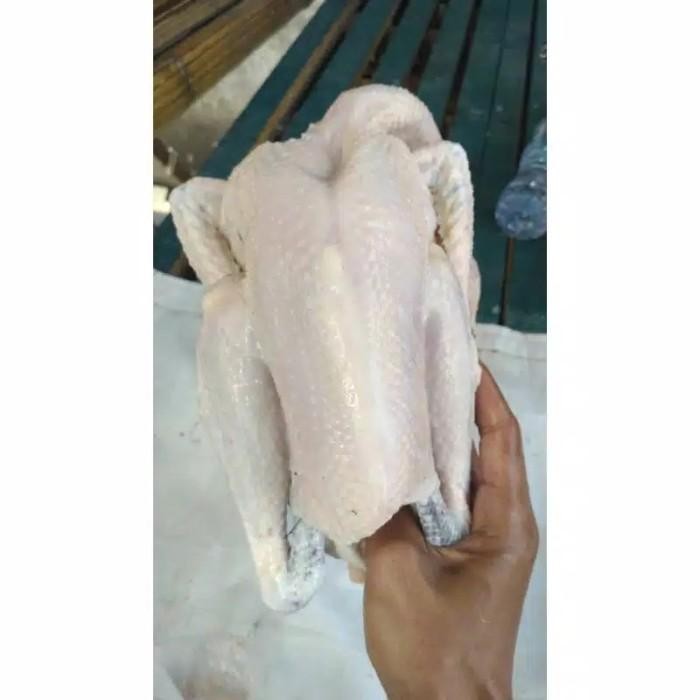 

(Expert) AYAM KAMPUNG SMALL 600-650 gr