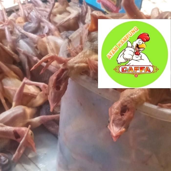 

(Expert) DAGING BURUNG DARA (Piyik)
