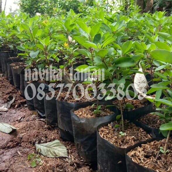 Tanaman Hias Hujan Emas - Pohon Hias Hujan Emas