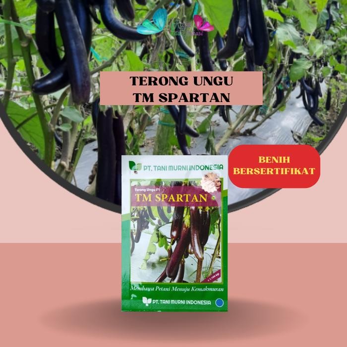 Raja Indo Biji Benih Terong Ungu Tm Spartan Ori - Repack 100 Bibit Terong Ungu