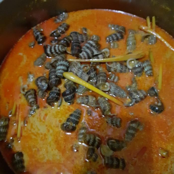 KATANGLO / SIPUT SEDUT / CHAO LO / KEONG NENEK