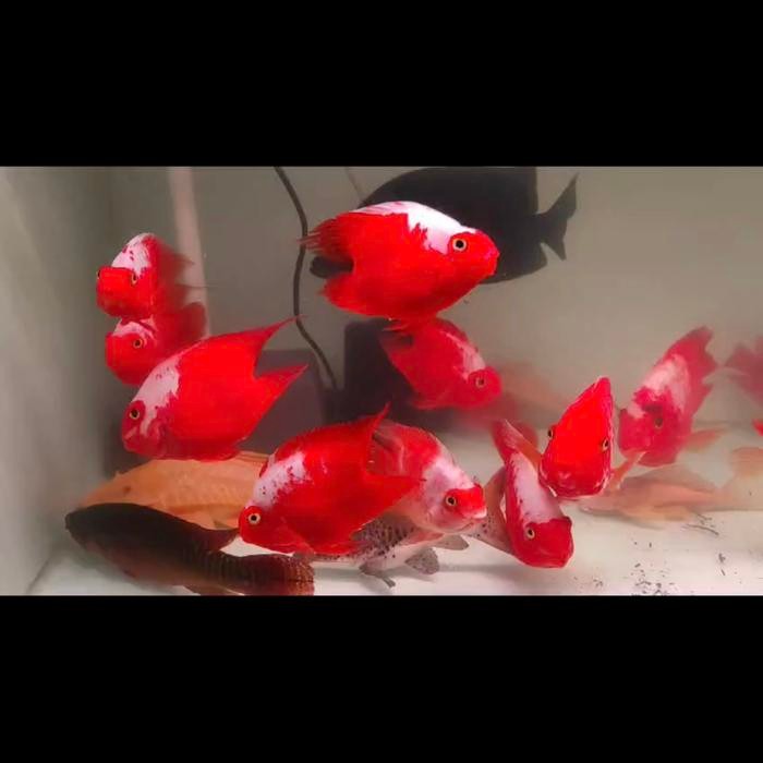 KING KONG PARROT SANTA 14cm merah cabe