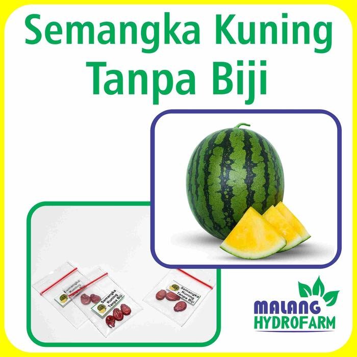 Tn Benih Semangka Kuning Tanpa Biji Unggulan Berkualitas Biji Bibit Repack Non Lurik Bulat Merah