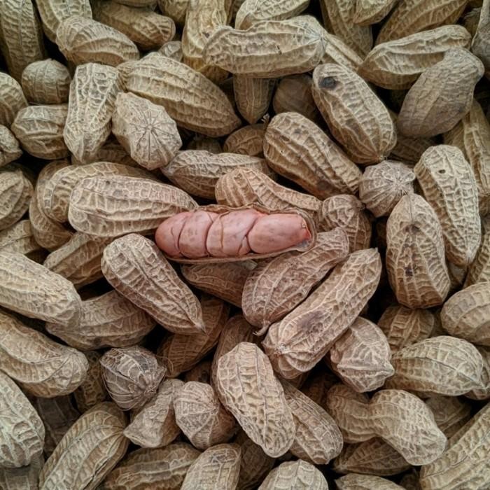 

(Expert) KACANG GORENG BENDO