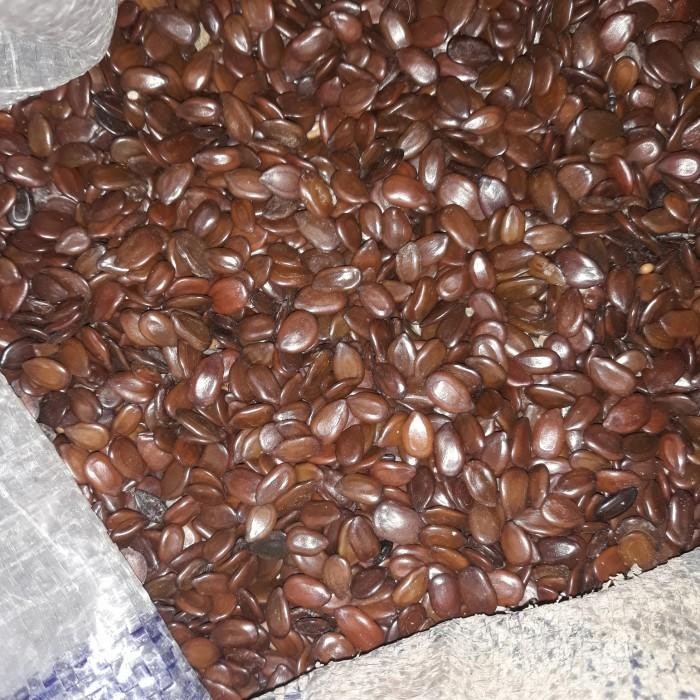 

(Expert) BIJI LAMTORO PETAI CINA 1KG BERSIH KERING