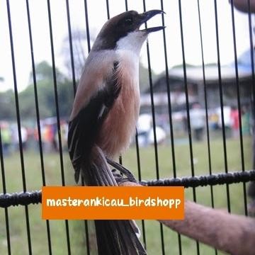 burung pentet Jatim gacor dorr Voer total