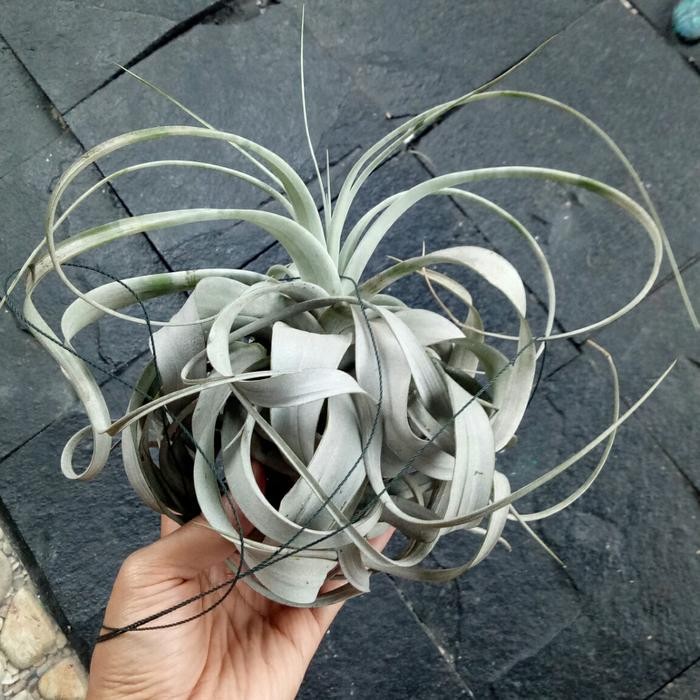 Tillandsia Xerographica B