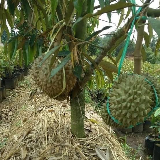 Jual Promo Bibit Durian Kaki 3 Tinggi 1,5 Meter Up Batang Besar