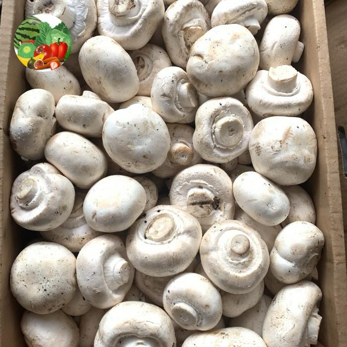 

New Jamur kancing / jamur champignon