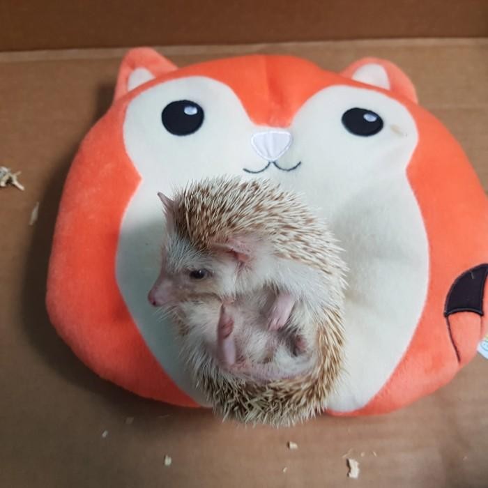 LANDAK MINI + KANDANG + SAFETY GLOOVE