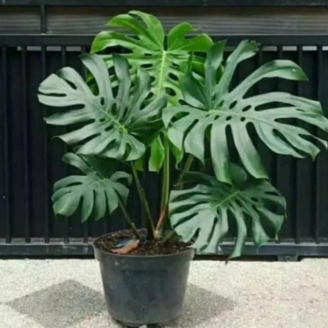 ASLI taan s monstera king - monstera king taan indoor READY STOCK