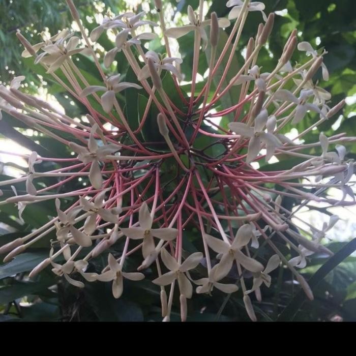 TERMURAH Taan langka bunga soka/asoka besar putih wangi (Ixora finlaysoniana) READY STOCK