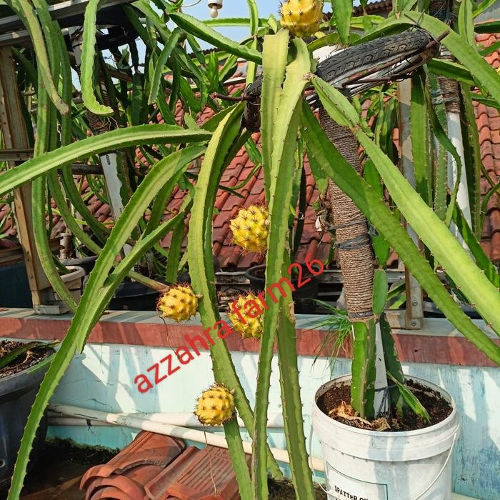 ORIGINAL BIBIT BUAH NAGA KUNING/ POLARA EQUADOR (GRAFTING) READY STOCK