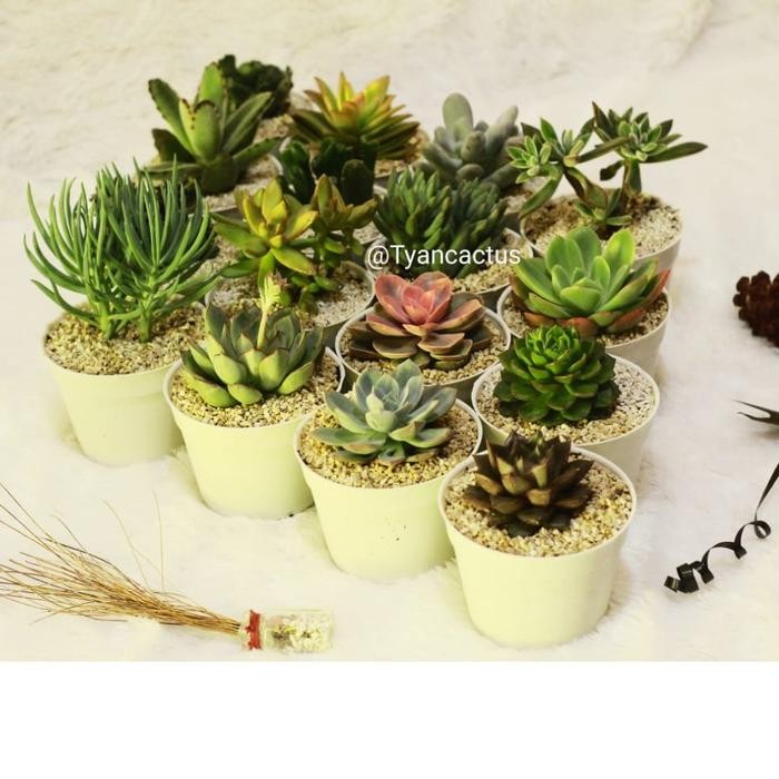 paket tanaman kaktus sukulen 10 pot tanaman hidup bukan artificial