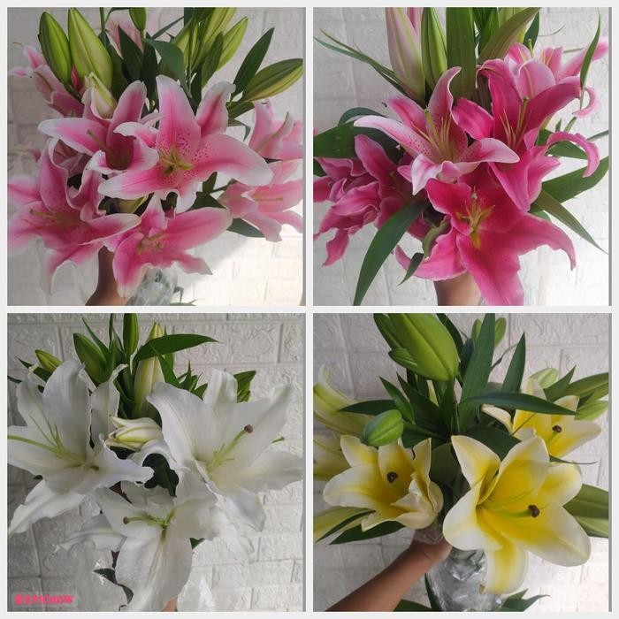 bunga lily casablanca