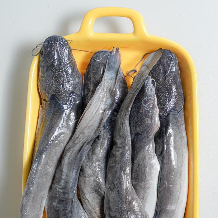

IOI2 Berkah Ikan Lele 400 - 500 Gram