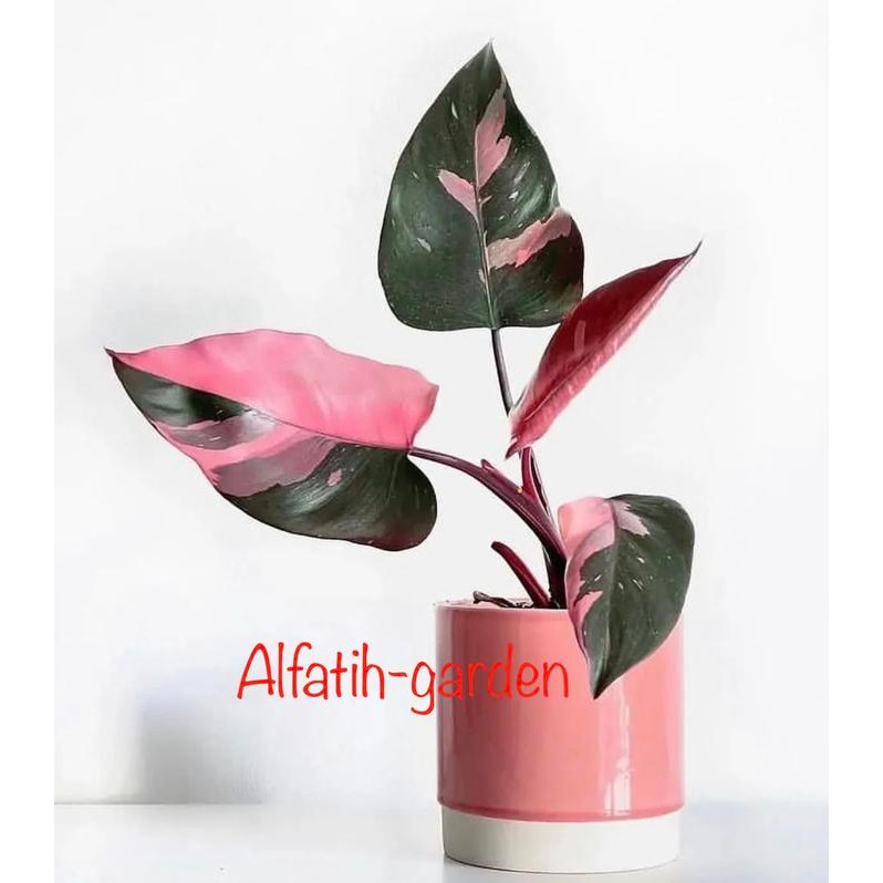 Philodendron Pink Princess Marble