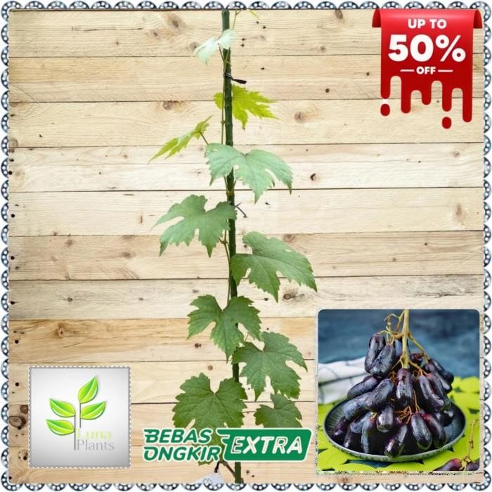 (Allthebest) bibit buah anggur import - bibit anggur moondrop