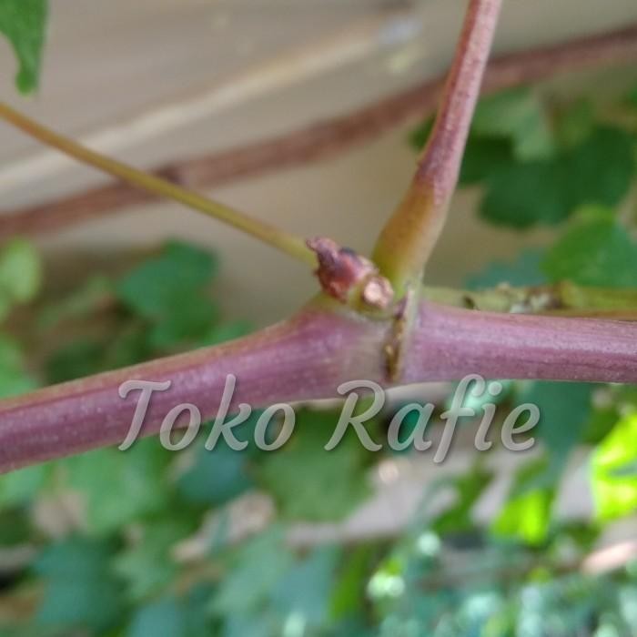 (Allthebest) Entres Anggur Import Transfigurasi Trans, Mata Tunas. Hrg per 1 Matun