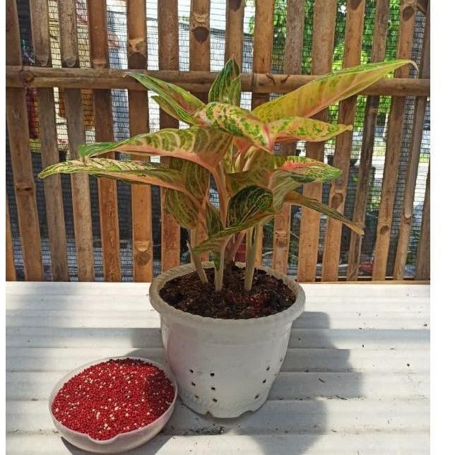 Khusus Grab Pupuk Dekastar Osmocote Thailand Slow Release Merah/Pupuk Merah/Pupuk