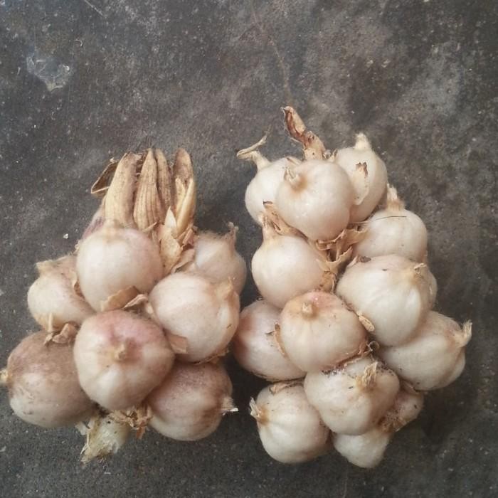 

(Allthebest) kapulaga Jawa lokal original 500gr